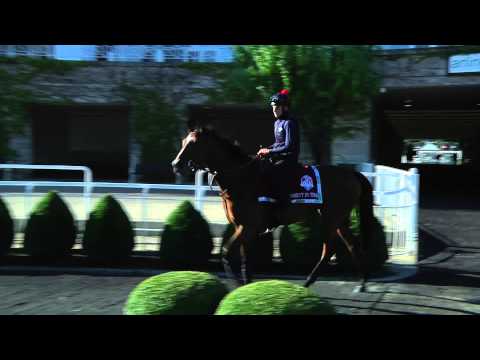 American St. Leger Update 8/14/14