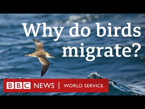 How birds travel thousands of miles every year - CrowdScience, BBC World Service Podcast