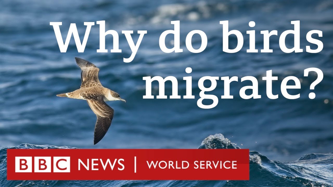 How birds travel thousands of miles every year - CrowdScience, BBC World Service Podcast