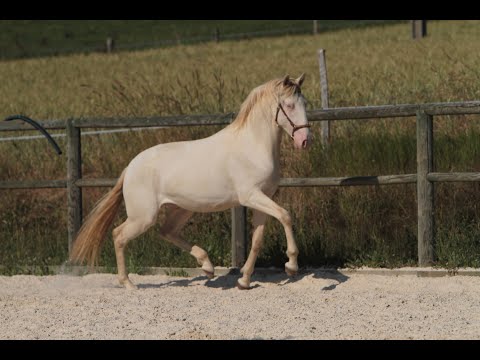 ORGANDI DE LA COMBE - Lusitano 2018 ,  VERDI