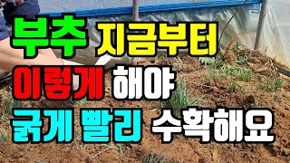 부추 지금 이렇게 웃거름주면 쉽고 빠르게 줄수있어요. 굵게 부추 키워먹는 방법