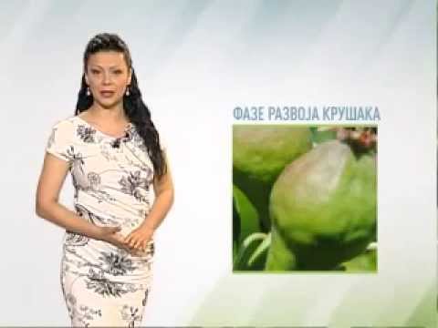 Zelena prognoza 14.5.2015. - O stanju u zasadima krušaka