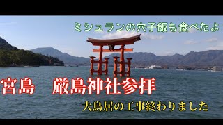 宮島参拝　大鳥居の工事が終わりました　ミシュランの穴子飯も食べたよ　絶対に参拝して欲しい神社