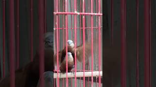 Download lagu Proses perkawinan burung Emprit Kaji 🗿 mp3 Download lagu Proses perkawinan burung Emprit Kaji 🗿 mp3