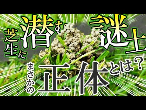 芝生の上の虫の山 トピックス