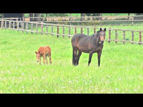 Hengstfohlen von Zinedine-Sandro