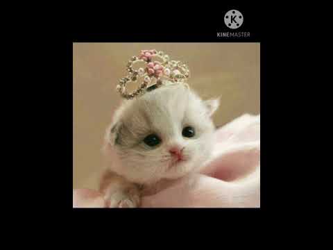 صور قطط كيوت على صوت كيوت يا طيبة 😍🥰🥰 CUTE CATS