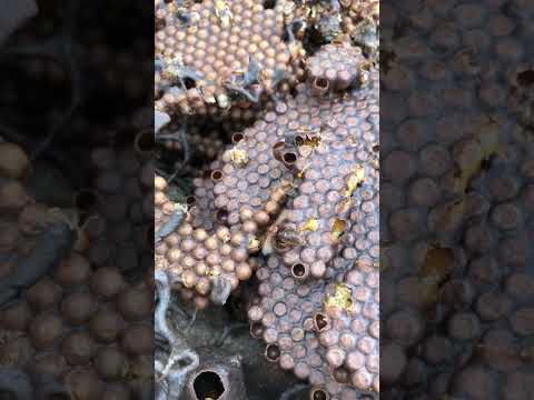 今天有缘遇见的西卡银蜂娘娘出巡