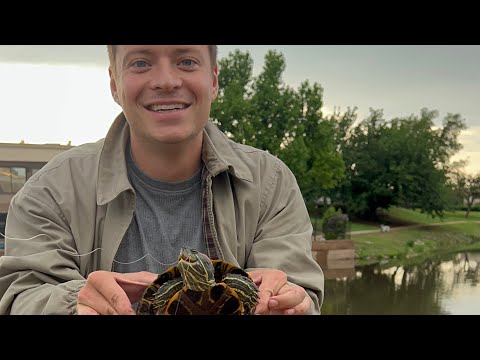 Catching and keeping a wild turtle