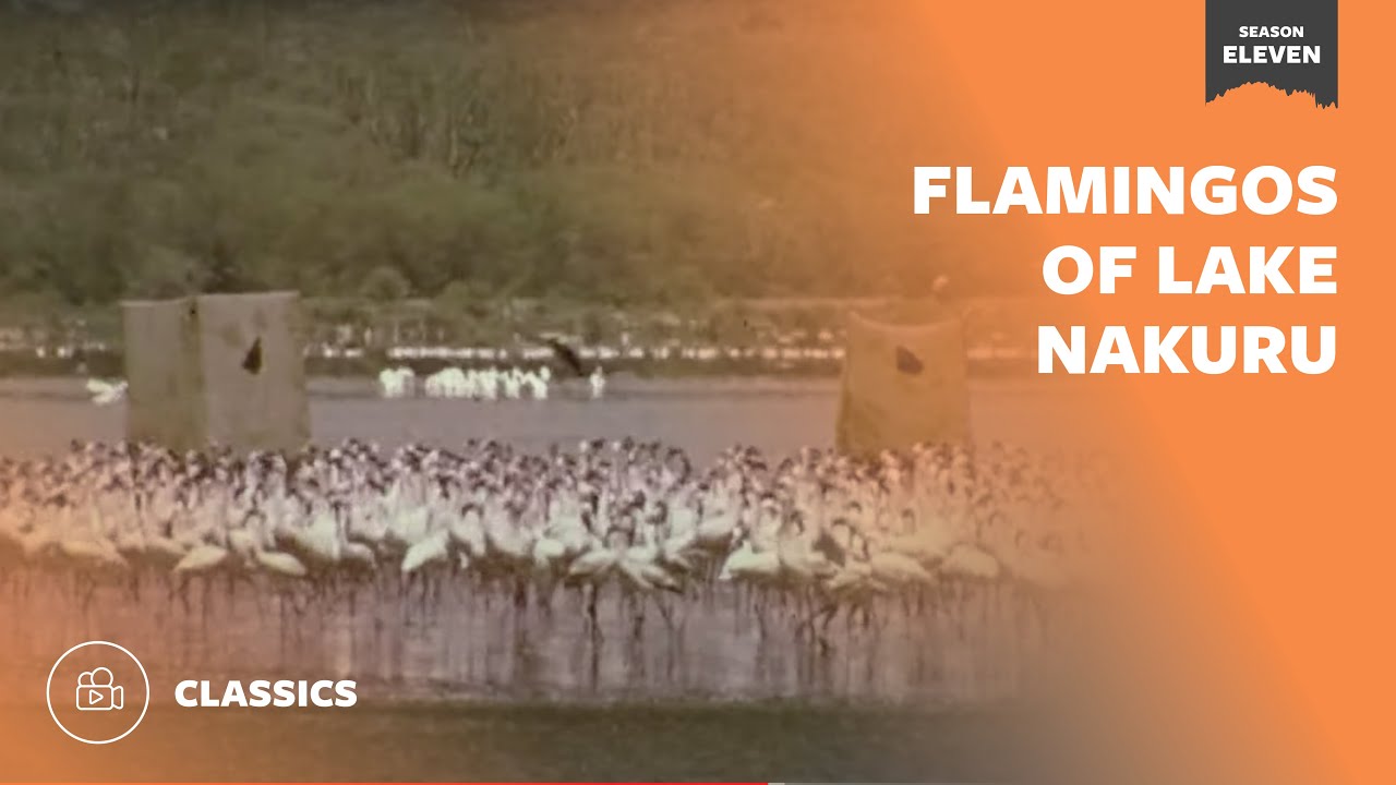 The 9 Best Documentaries About Flamingos