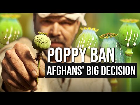 Taliban's Poppy Ban in Afghanistan: Can It Work? | Nações Unidas