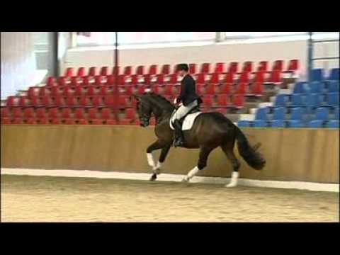 Festball (by Fidertanz x Sandro hit x Karon T)