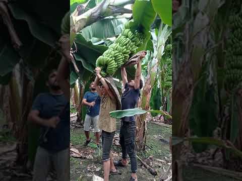 wao amazing fruits 😋😋😋😋 for you