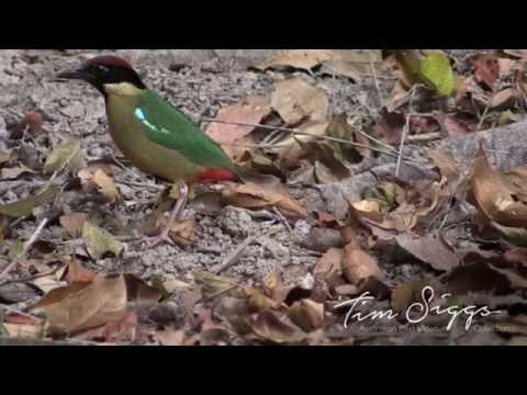 Pita krikľavá (Pitta versicolor) — biotop a pohyb
