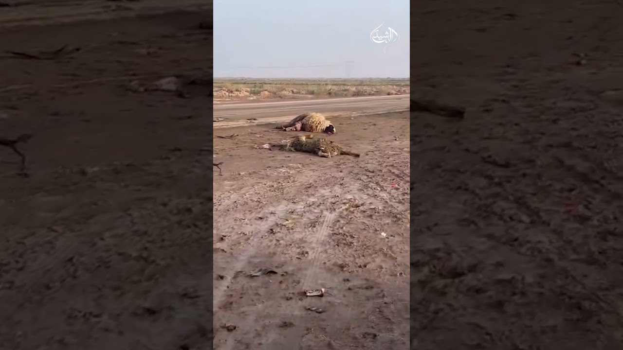 فيديو | حادث سير في ميسان يؤدي إلى نفوق عدد من الأغنام