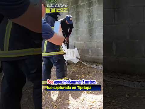 Boa de 3 metros capturada en Tipitapa #managua
