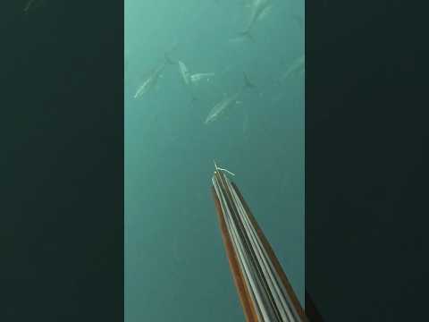 Spearing GIANT Bluefin Tuna! 100lb +