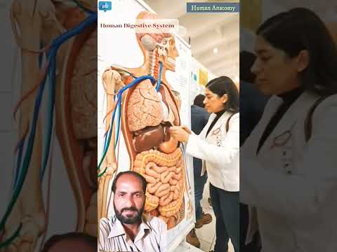 Human digestive system artificial structure insani jisam ka androoni manzar