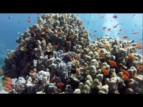 Tauchen mit Extra Divers Brayka Bay 2013