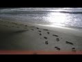 Rainhard Fendrich - Spuren im Sand