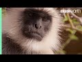 Scarface Fights Off Other Monkeys Life Story BBC Earth