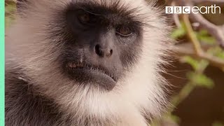 Scarface Fights Off Other Monkeys | Life Story | BBC
