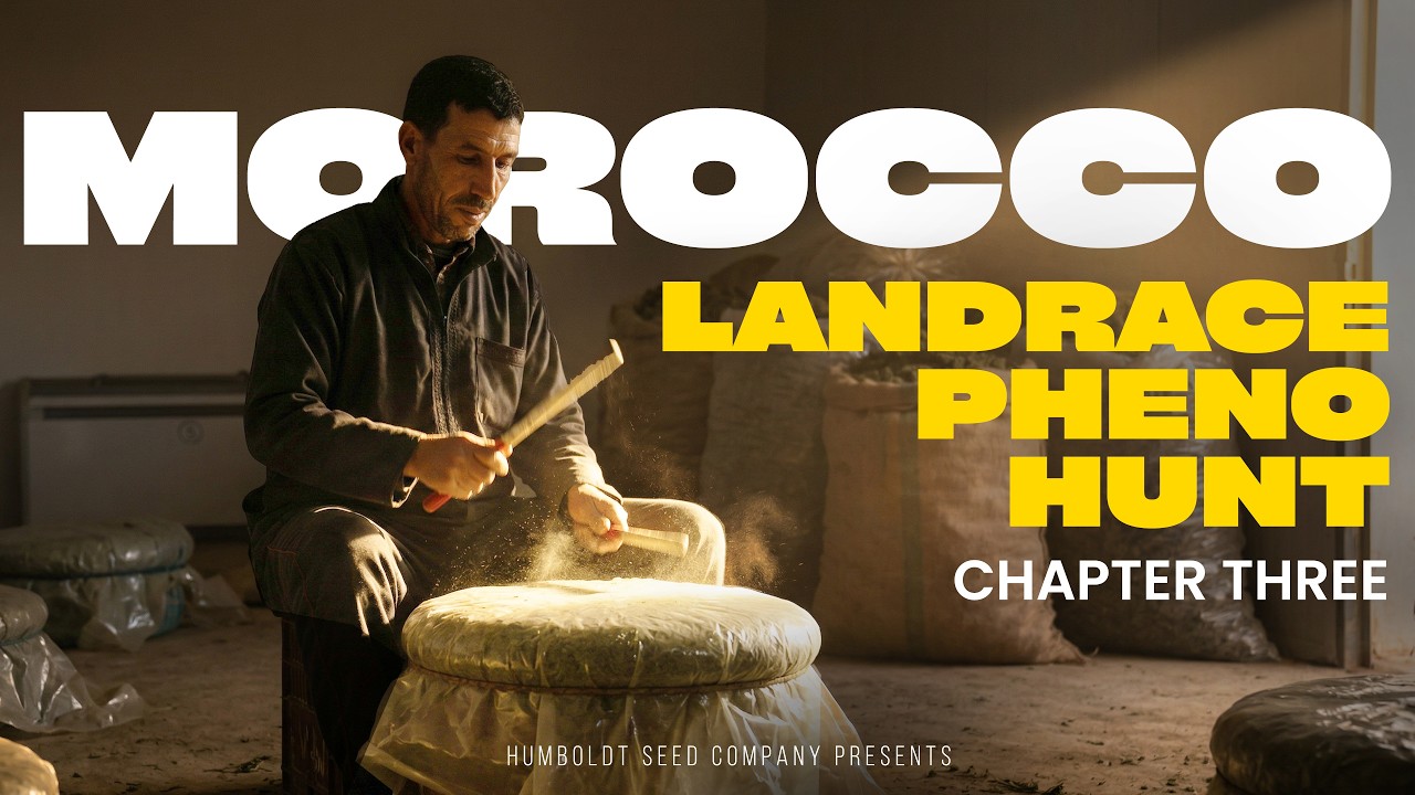 TRIPLOIDS in MOROCCO: Landrace PHENO HUNT | Chapter Three