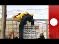 Video for how to get through police razor wires