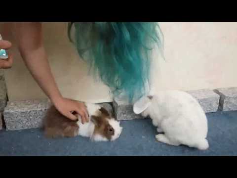 Partymuffel - zuviel Gras geknabbert (oder geraucht??)