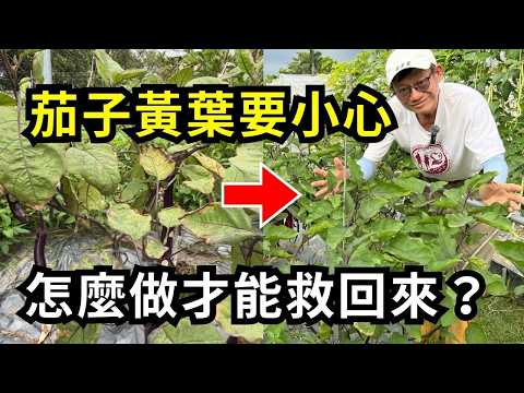 茄子葉片乾枯變黃怎麼辦？要噴藥嗎？這樣做兩週就能恢復綠葉，如何避免茄子發生葉片變黃的情況？｜阿星種植