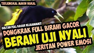 Download lagu BERANI UJI EMOSI??? MENJERIT FULL KASAR KOMPLIT POWER EMOSI || MASTERING MURAI BATU TROTOL mp3 Download lagu BERANI UJI EMOSI??? MENJERIT FULL KASAR KOMPLIT POWER EMOSI || MASTERING MURAI BATU TROTOL mp3