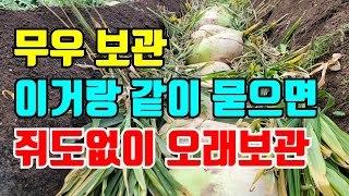 무우를 땅에 묻을때 쥐가 안생기게 하는 방법 / 김장무우 보관방법