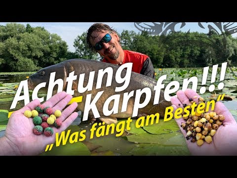 Carp fishing on the river | Summer carp | Boilie vs. particles in a duel