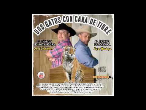 DOS GATOS CON CARA E TIGRE PROMO LLANERAZO 2017