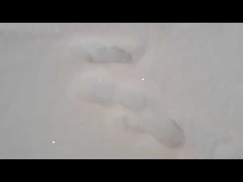 Big Timber wolf in back yard