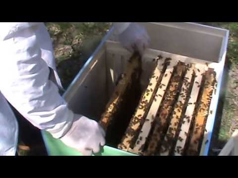 Expandarea din primavara la "Bio Stup - Ioan Ursu" dupa iernatul 3 in 1 Apicultura incepatori