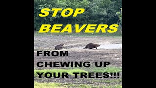 👀🌳How to stop Beavers from chewing up your trees DIY🌲🌳🌲🌳
