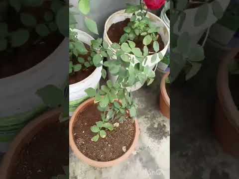 barish se uye pareshan flowers 🌹🌹