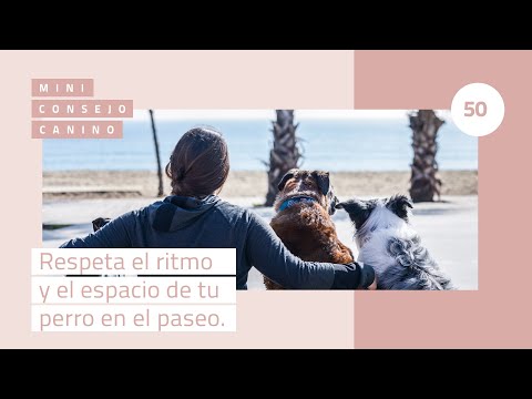 Mini-consejo canino 50: Respeta el ritmo y el espacio de tu perro en el paseo