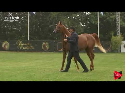 N.15 AJ ATHENA - Strohen 2019 B Int - 2 Year old Fillies (Class D)