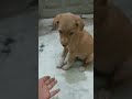 Hamari Adhuri Kahani Shorts Video Cutedog