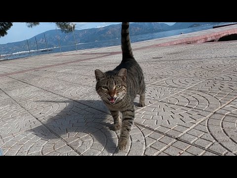 When tabby cat on the pier saw me, she came to me by meowing