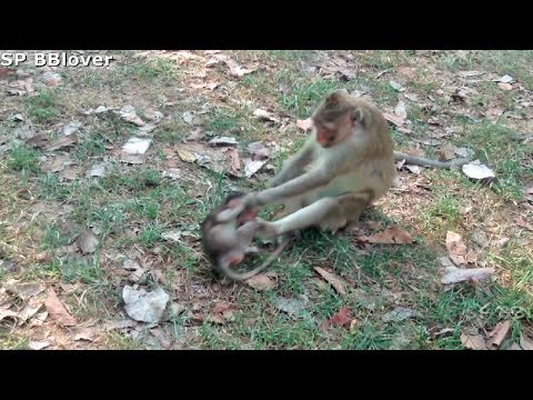 Natural Life Vivi Ep 29 - Baby Monkey Cry Because Mom Hit For Not Breastfeeding - Real Life
