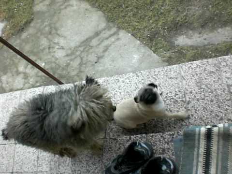 my 3 mounth old mops vs 11 year old dog -funny couple