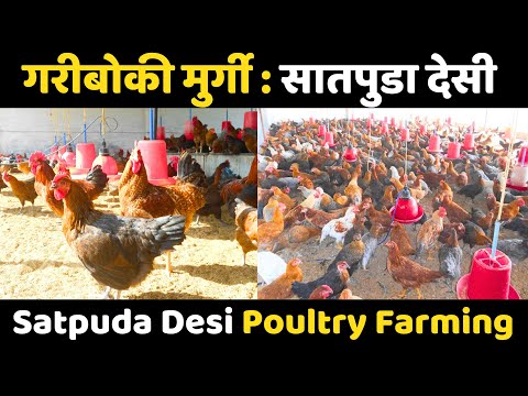 Satpuda Desi Chicken Farming, Satpuda Desi Chicken, Satpuda Desi Chicken #satpuda