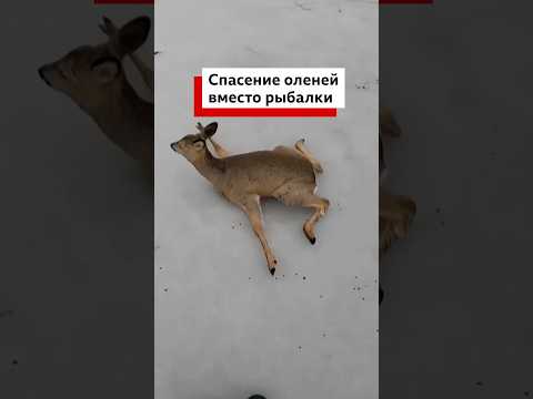 В Новосибирске мужчины поехали на озеро порыбачить, но вместо этого им пришлось спасать оленей