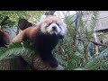 Red Panda Pabu Increases In Speed, Rascality