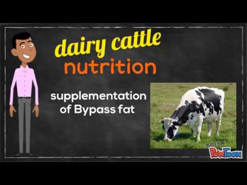 Dairy Cattle Nutrient Supplementation of Bypass Fat