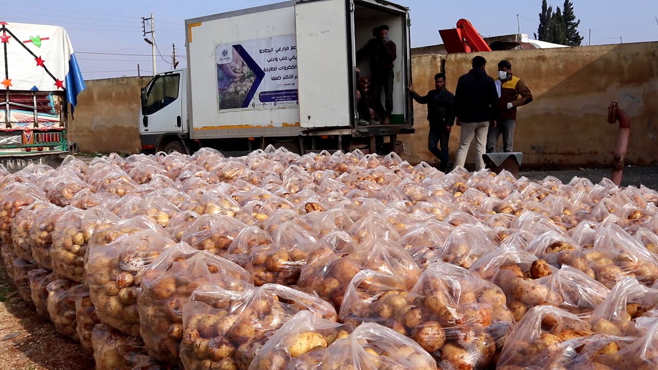 توزيع محصول البطاطا على العائلات المستفيدة - طريق الحرير - منظمة طريق الحرير