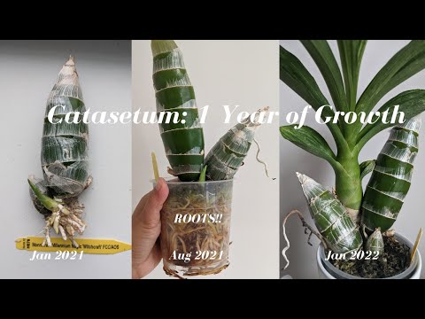 Catasetum Update - 1 year of Growth Monneirara Millennium Magic Witchcraft - Black Orchid